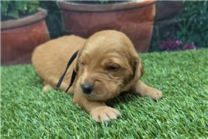 Nathan - puppy for sale