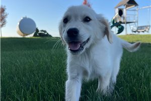 Sport - puppy for sale