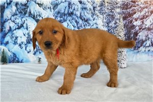 Brooklyn - Golden Retriever for sale