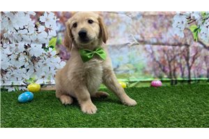 Peter - puppy for sale