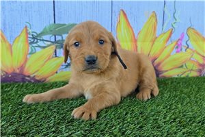Nathan - Golden Retriever for sale