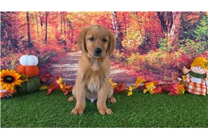 Adrian - Golden Retriever for sale