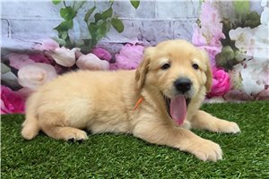 Soldier - Golden Retriever for sale