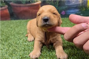 Nolan - Golden Retriever for sale