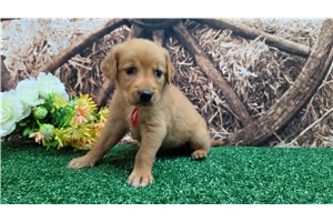 Kacey - puppy for sale