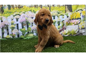 Icon - Golden Retriever for sale