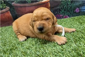 Natalie - puppy for sale