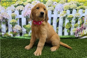 Haira - Golden Retriever for sale