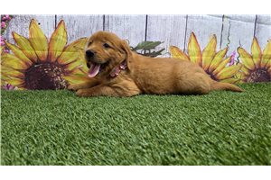 Ibeza - Golden Retriever for sale