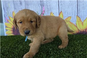 Nico - Golden Retriever for sale