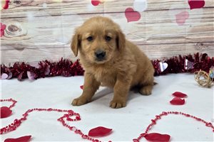 Parker - Golden Retriever for sale