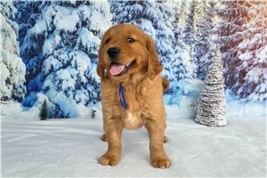 Boston - puppy for sale