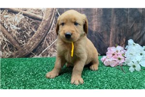 Kline - puppy for sale