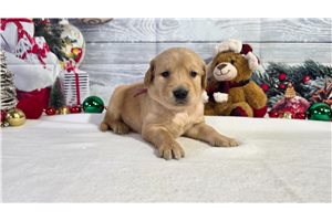 Freya - Golden Retriever for sale