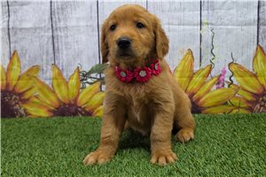Haira - Golden Retriever for sale
