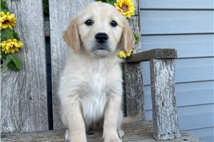 Skylar - puppy for sale