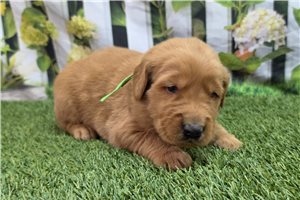 Nash - Golden Retriever for sale