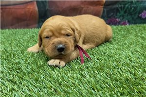 Naomi - puppy for sale