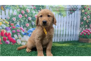 Kline - Golden Retriever for sale