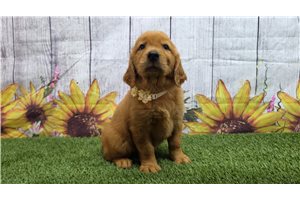 Imani - Golden Retriever for sale