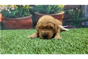 Navy - puppy for sale