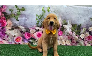 Jaxon - Golden Retriever for sale
