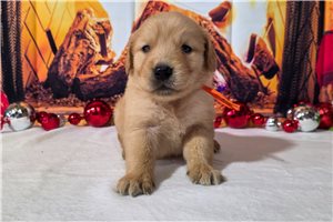 Giles - Golden Retriever for sale