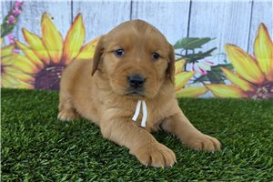 Natalie - Golden Retriever for sale