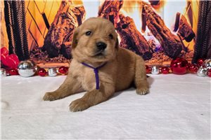 Goldie - Golden Retriever for sale
