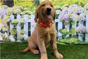 Halo - Golden Retriever for sale
