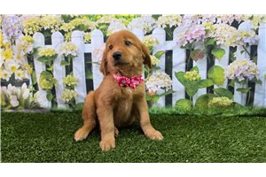 Calista - Golden Retriever for sale