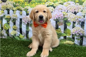 Soldier - Golden Retriever for sale