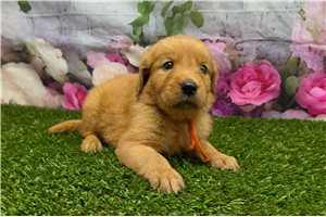 Cecil - puppy for sale