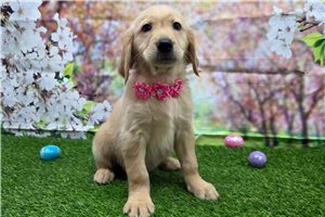 Piper - Golden Retriever for sale