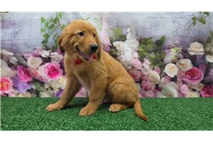 Jimmy - Golden Retriever for sale
