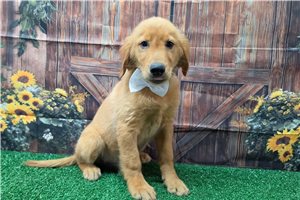 Konrad - Golden Retriever for sale