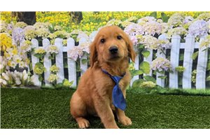 Cassius - Golden Retriever for sale