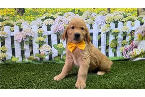 Jaxon - Golden Retriever for sale