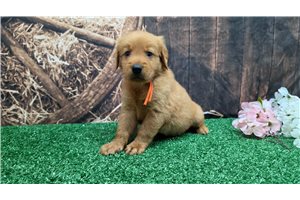 Keith - Golden Retriever for sale