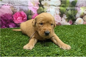 Hunter - puppy for sale