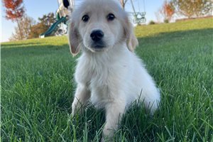 Spot - puppy for sale
