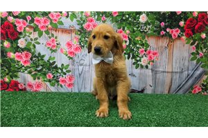 Konrad - Golden Retriever for sale