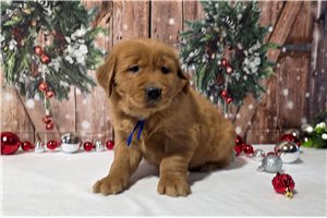 Aaron - Golden Retriever for sale