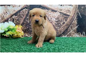 Kyler - puppy for sale