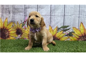 Hailey - Golden Retriever for sale