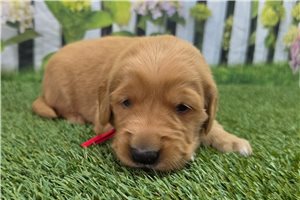 Nadia - Golden Retriever for sale