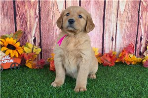 Autumn - puppy for sale