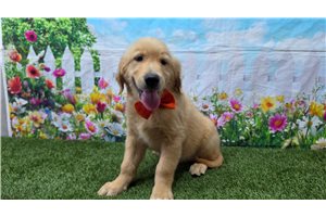 Soldier - Golden Retriever for sale