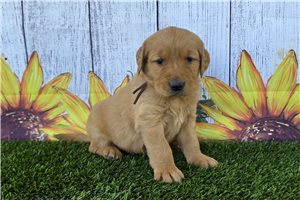 Nolan - Golden Retriever for sale