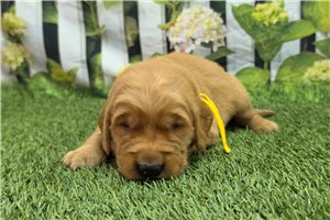 Noor - puppy for sale